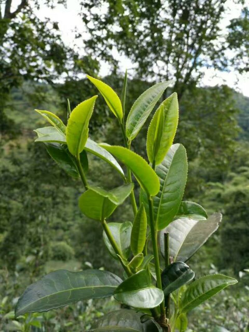 老树茶一级