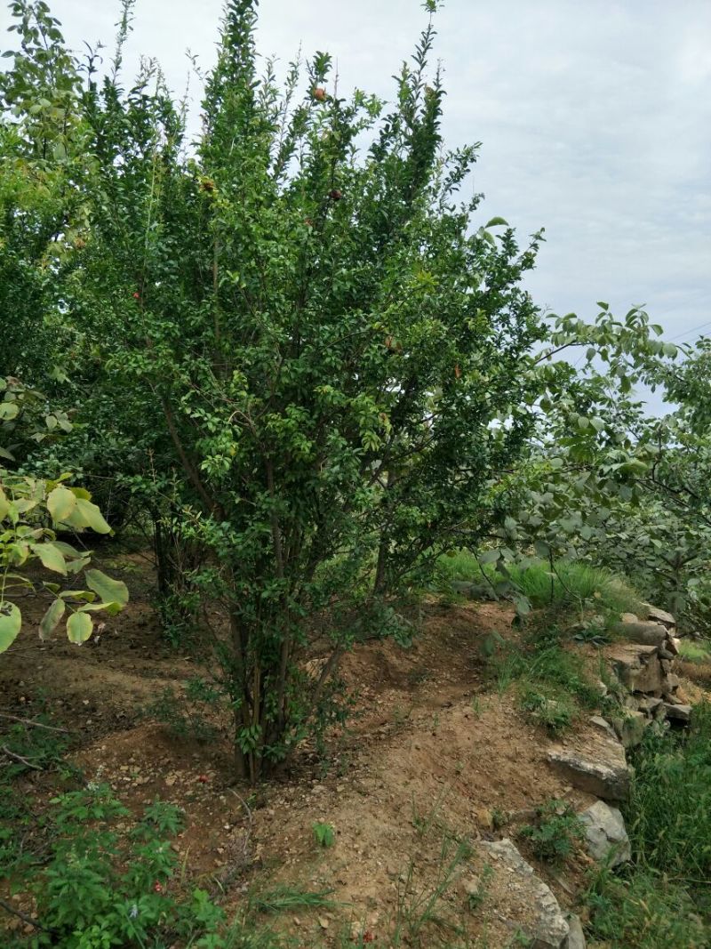 黄金槐12~14cm8~10cm2~3米