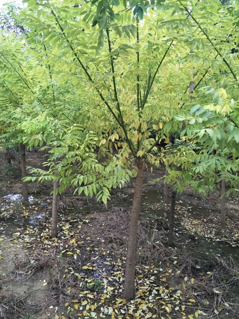 黄金槐12~14cm8~10cm2~3米