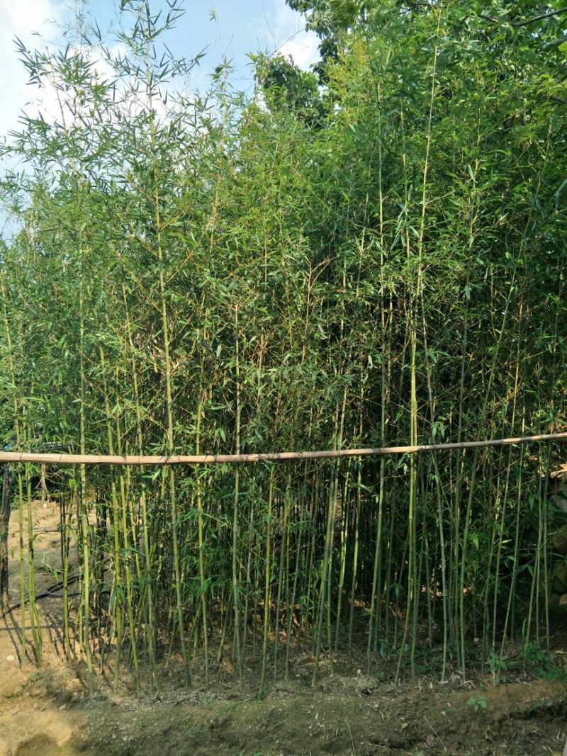淡竹2~3m