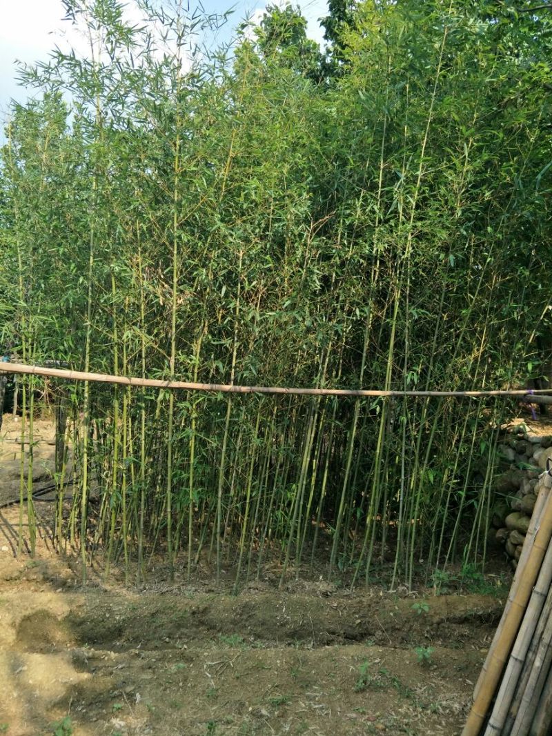 淡竹2~3m