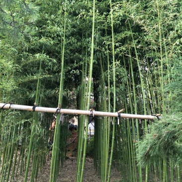 淡竹2~3m