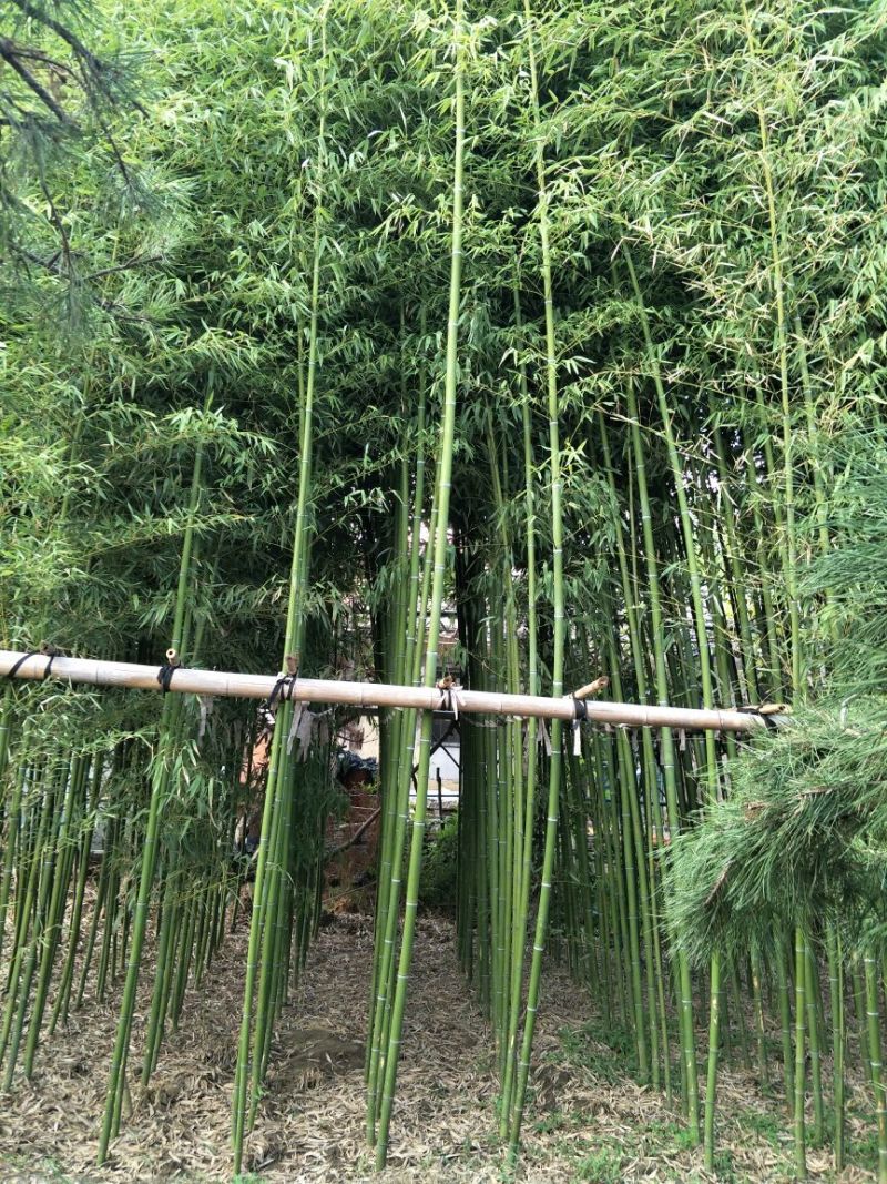 淡竹2~3m