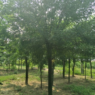 皂角树18~20cm8~10cm3~3.5米