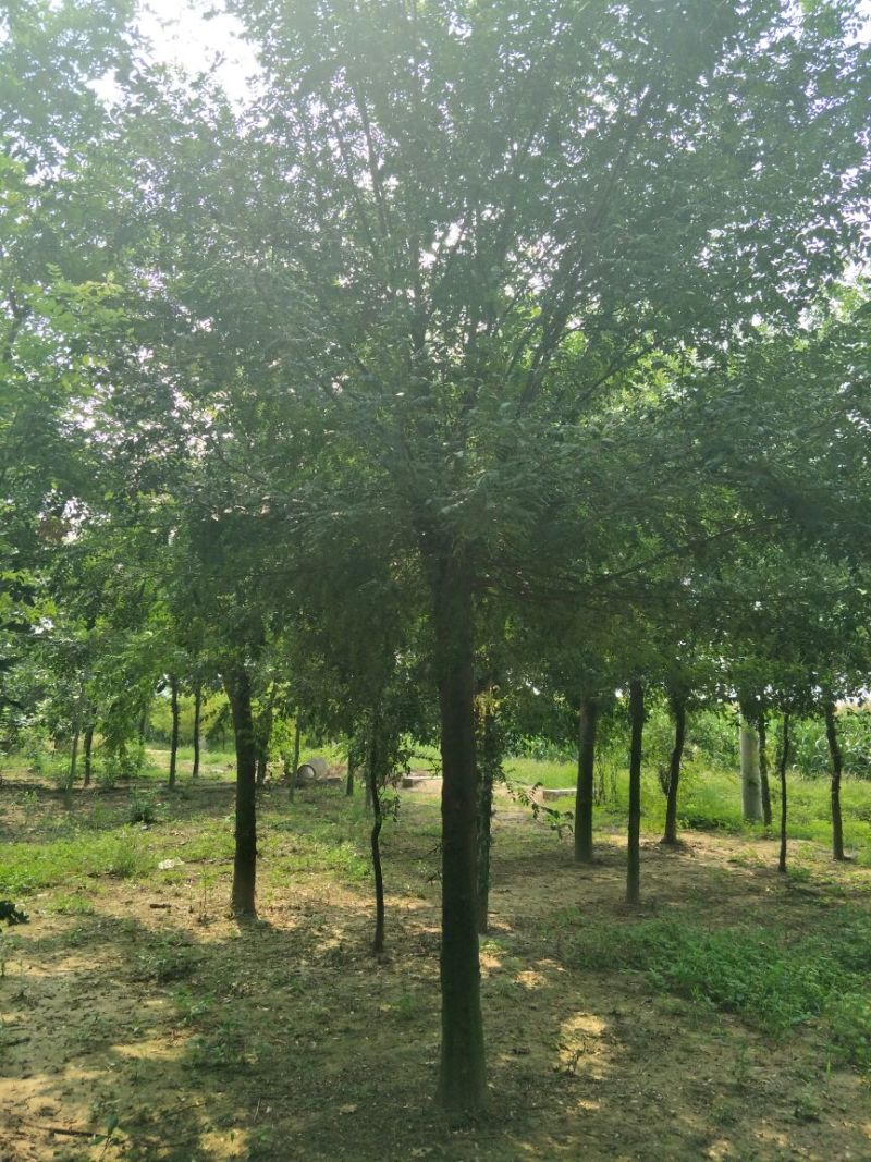皂角树18~20cm8~10cm3~3.5米