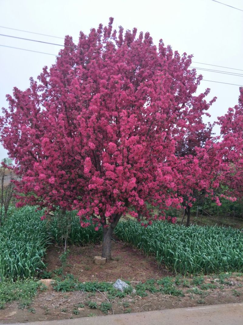 冬红海棠8~10cm8~10cm6~8cm