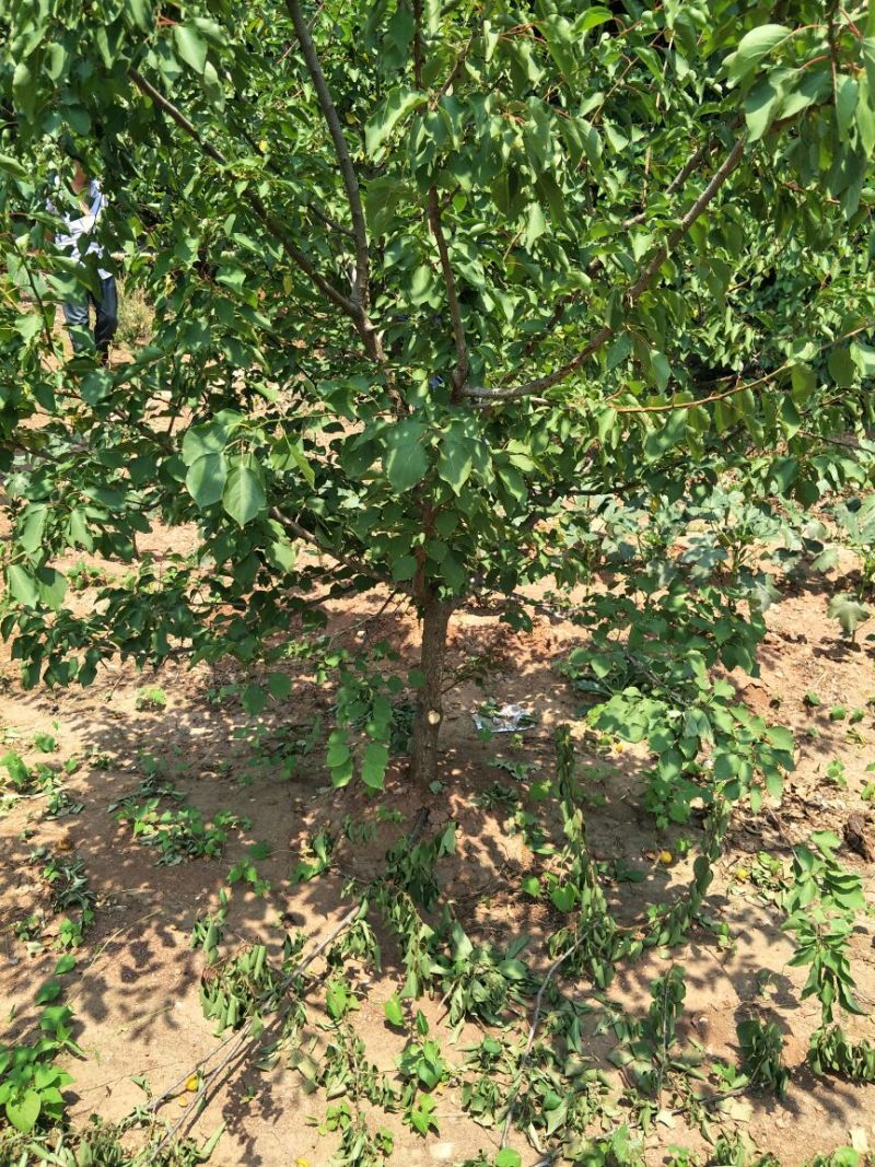 冬红海棠8~10cm8~10cm6~8cm