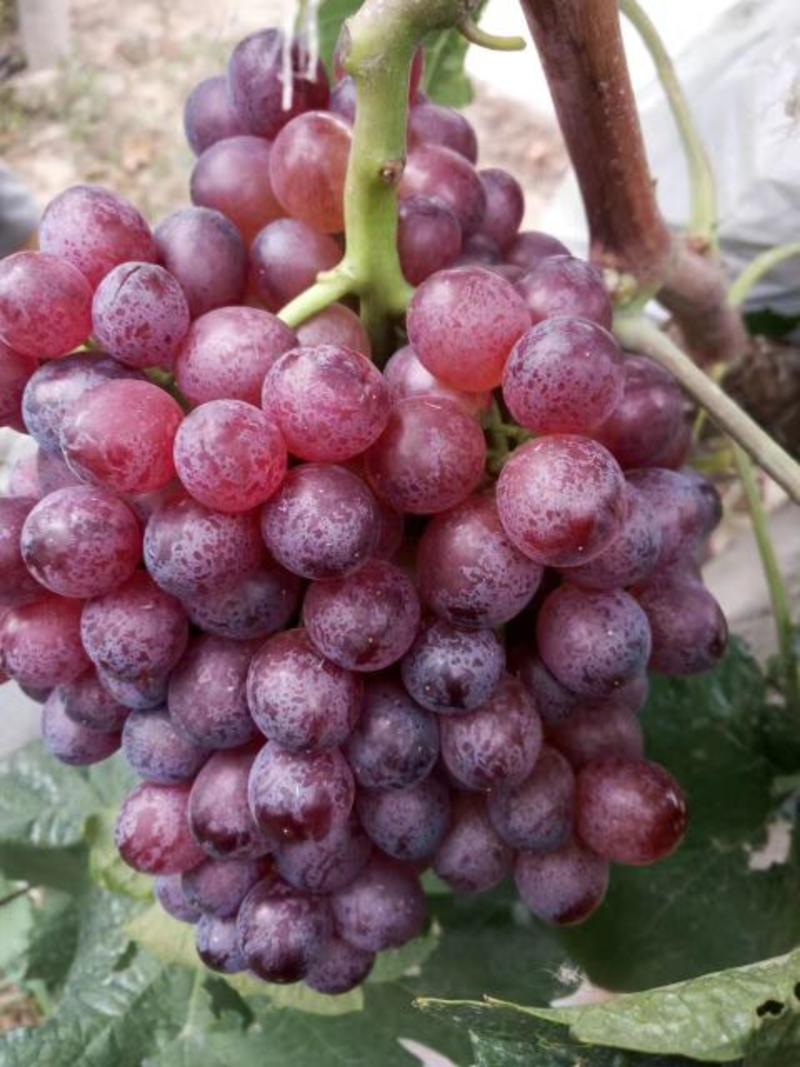红宝石葡萄5%以下2斤以上