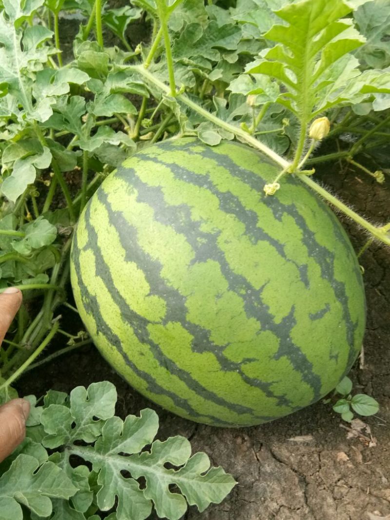 林丰999西瓜8斤打底9成熟1茬