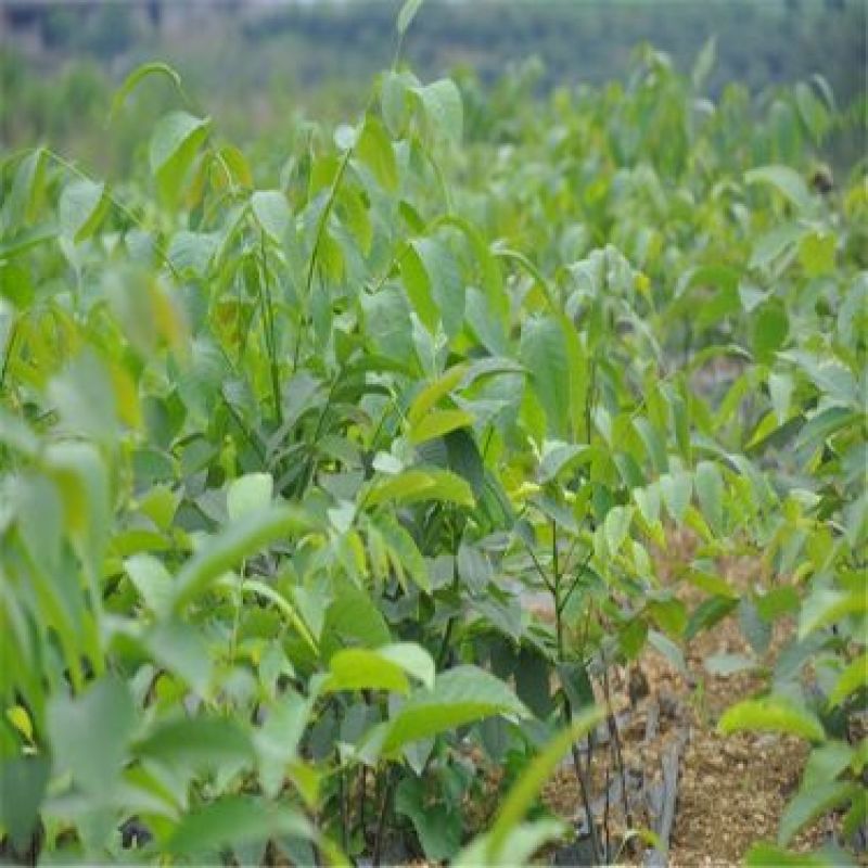 核桃苗二年苗50~100cm