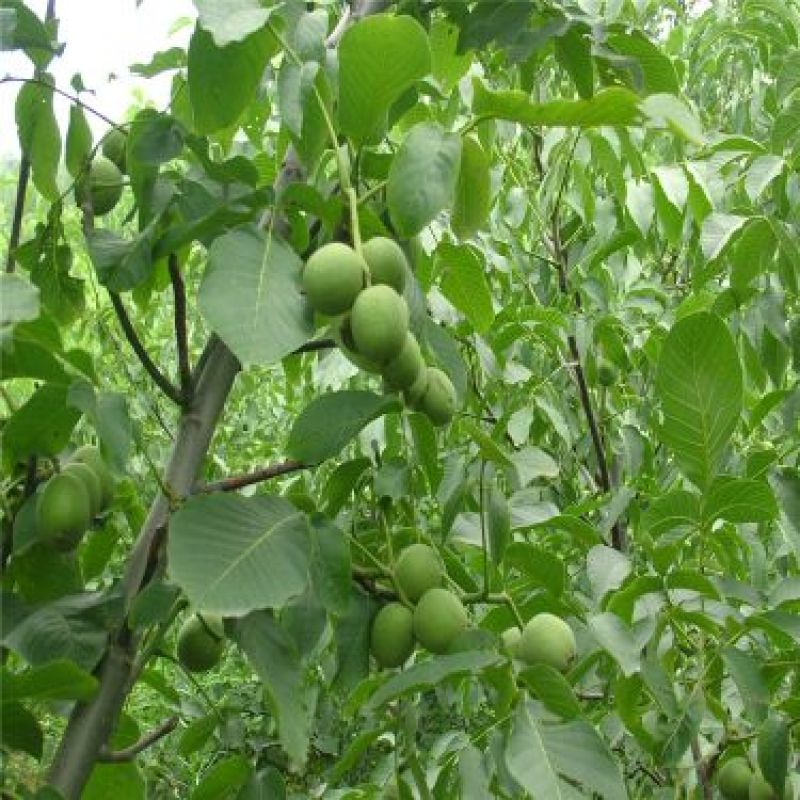 核桃苗二年苗50~100cm