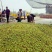 山东诚信早脆王枣基地批发商