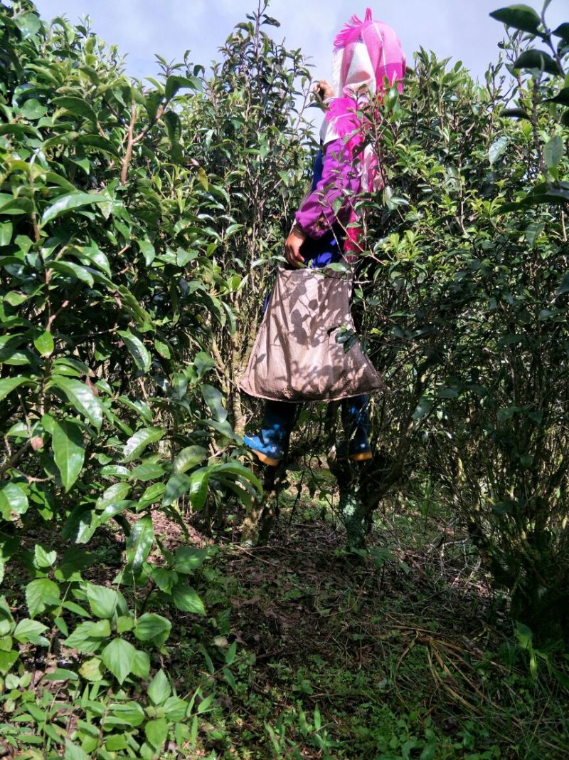 普洱茶二级