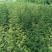 花椒苗1~2年
