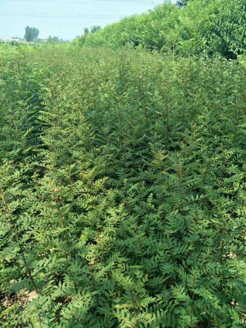 花椒苗1~2年