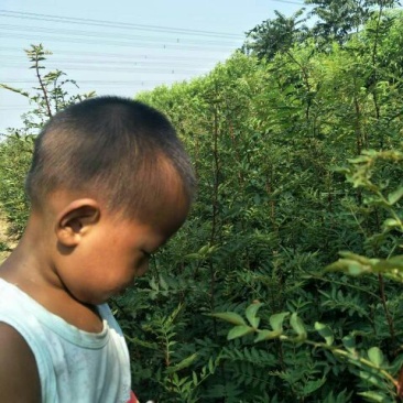 花椒苗1~2年