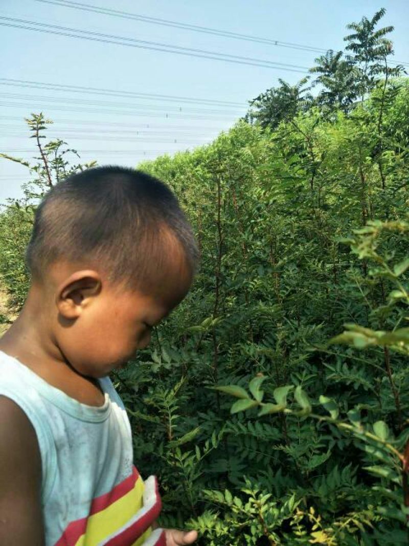 花椒苗1~2年