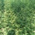 花椒苗1~2年