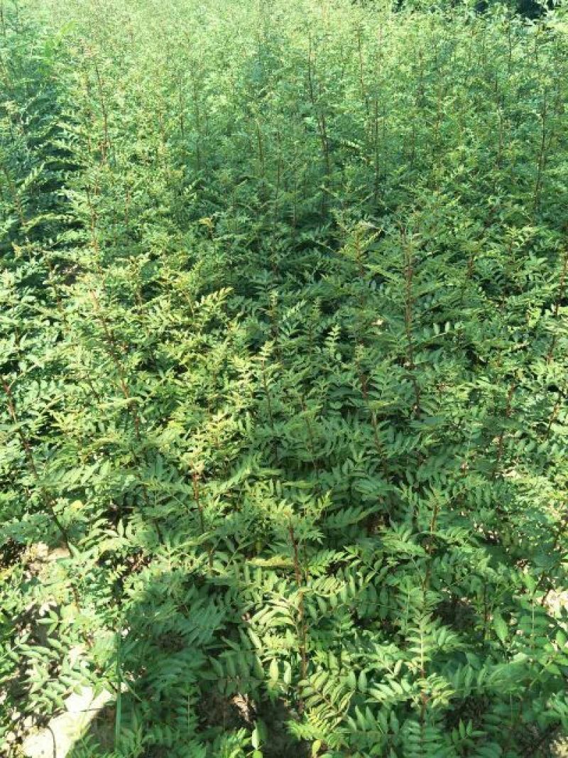 花椒苗1~2年