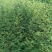 花椒苗1~2年