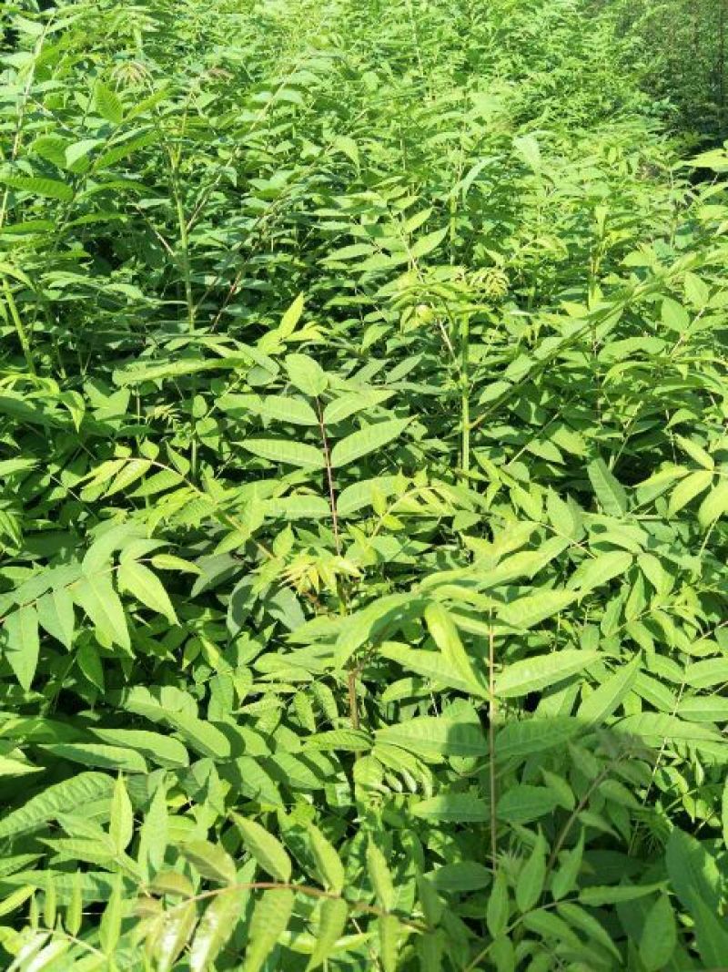 红油香椿苗大棚80cm以上
