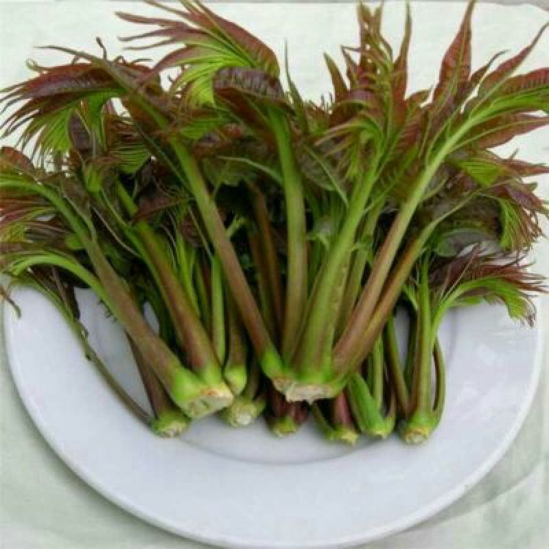 红油香椿苗大棚80cm以上