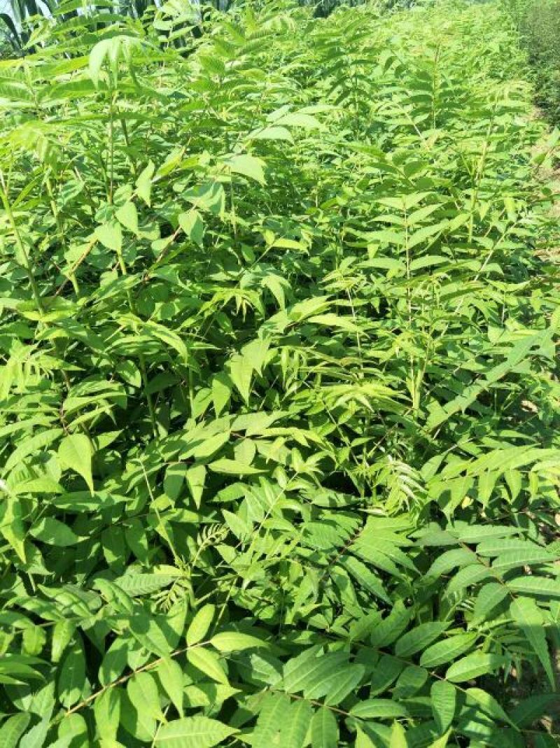 红油香椿苗大棚80cm以上