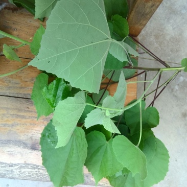 磨盘草