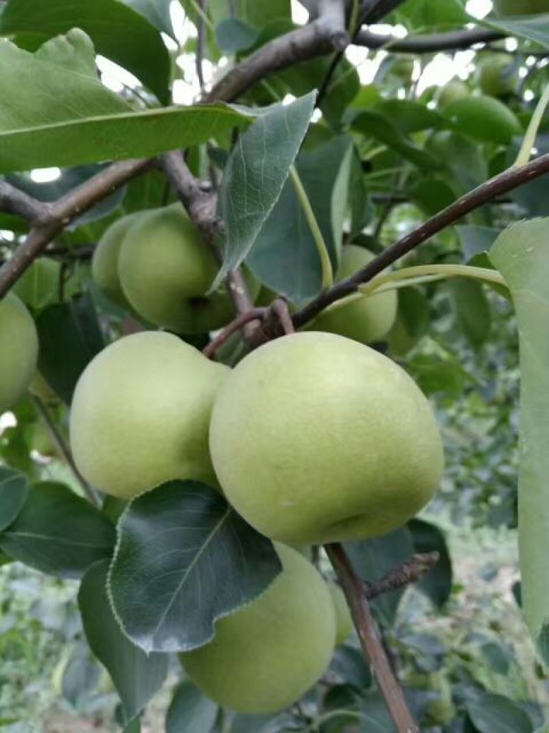 黄冠梨，