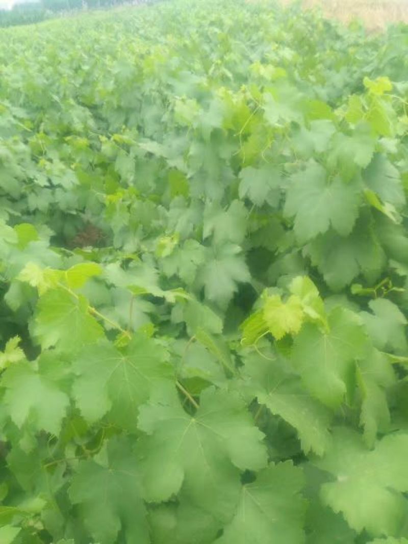 巨峰葡萄苗，各种品种葡苗阳光玫瑰葡萄苗1年苗，占地葡萄树