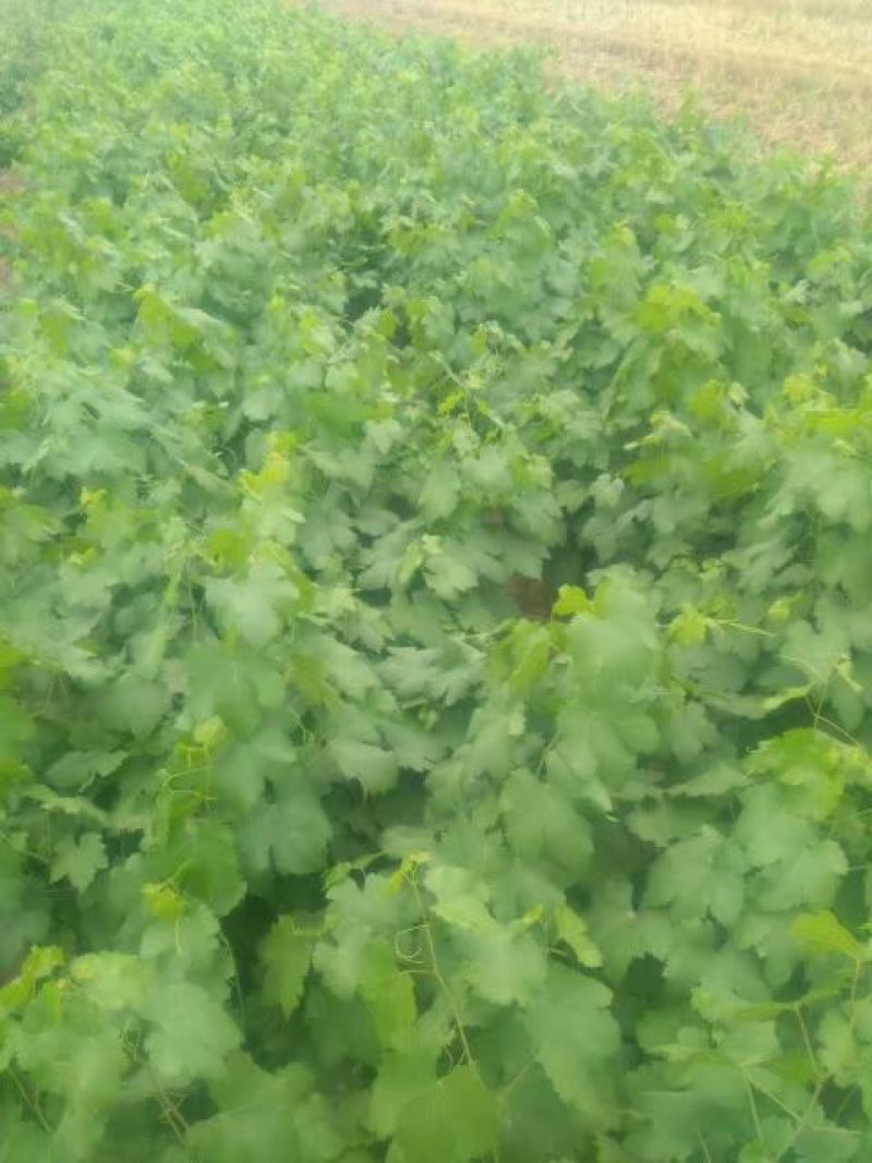 巨峰葡萄苗，各种品种葡苗阳光玫瑰葡萄苗1年苗，占地葡萄树