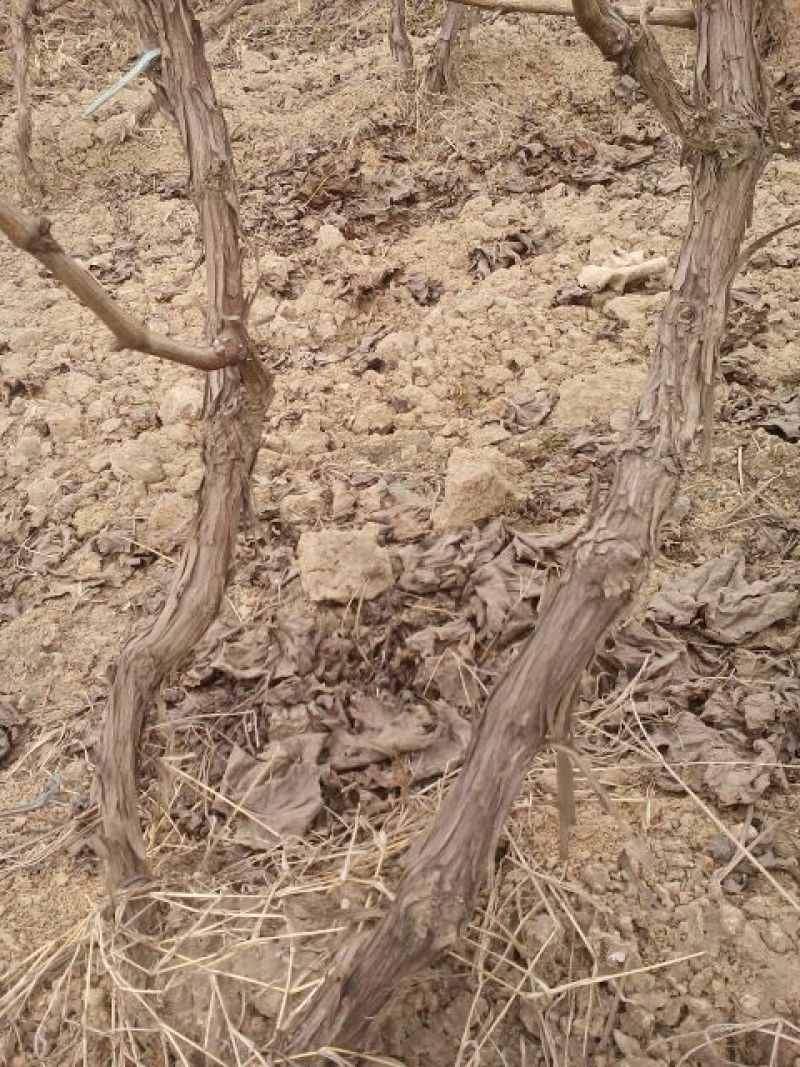 巨峰葡萄苗，各种品种葡苗阳光玫瑰葡萄苗1年苗，占地葡萄树