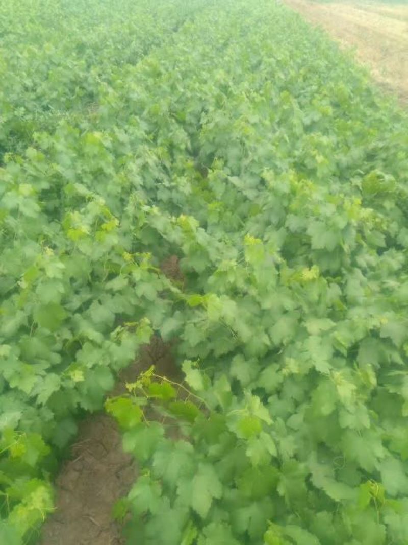 巨峰葡萄苗，各种品种葡苗阳光玫瑰葡萄苗1年苗，占地葡萄树