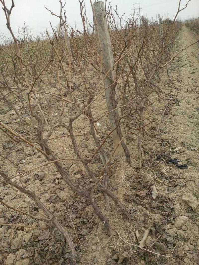 巨峰葡萄苗，各种品种葡苗阳光玫瑰葡萄苗1年苗，占地葡萄树