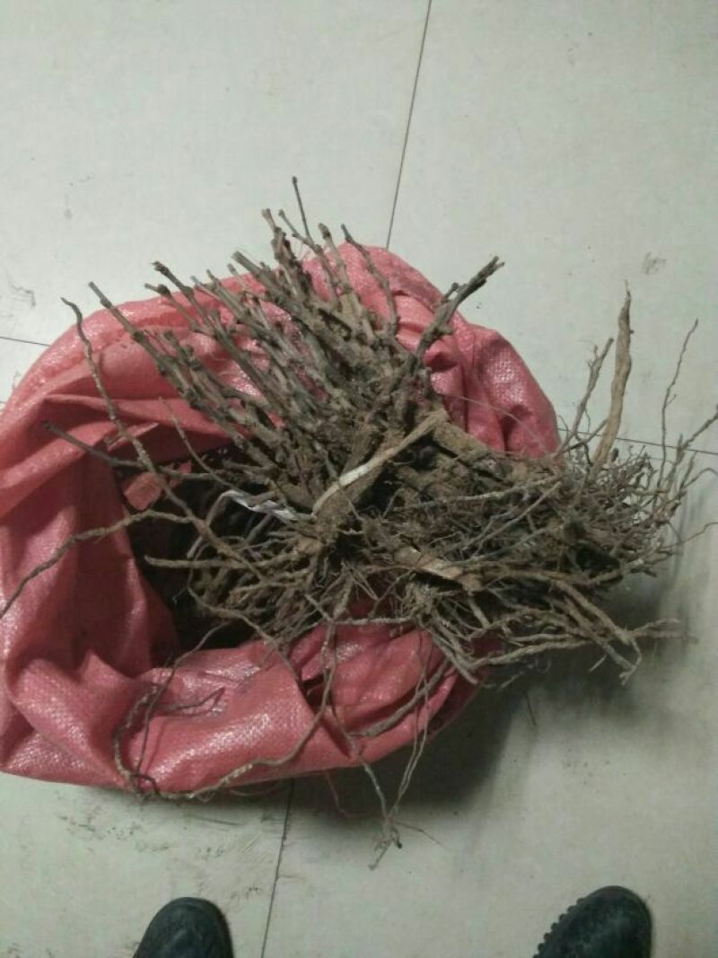 巨峰葡萄苗，各种品种葡苗阳光玫瑰葡萄苗1年苗，占地葡萄树