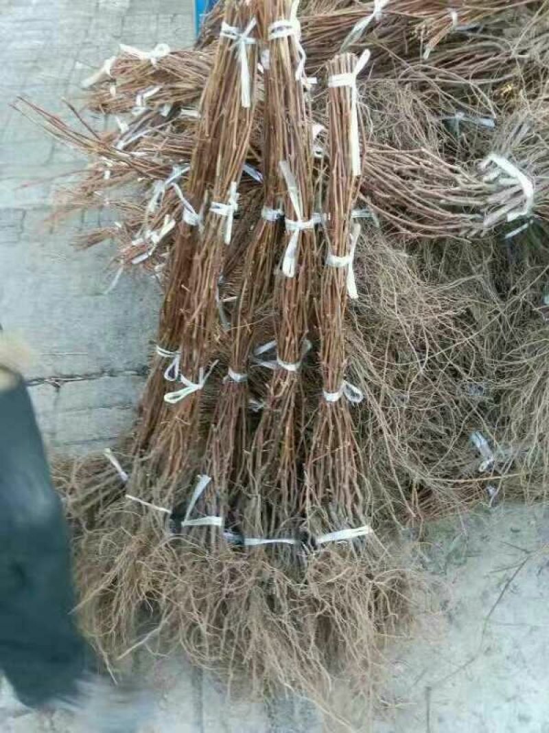 巨峰葡萄苗，各种品种葡苗阳光玫瑰葡萄苗1年苗，占地葡萄树