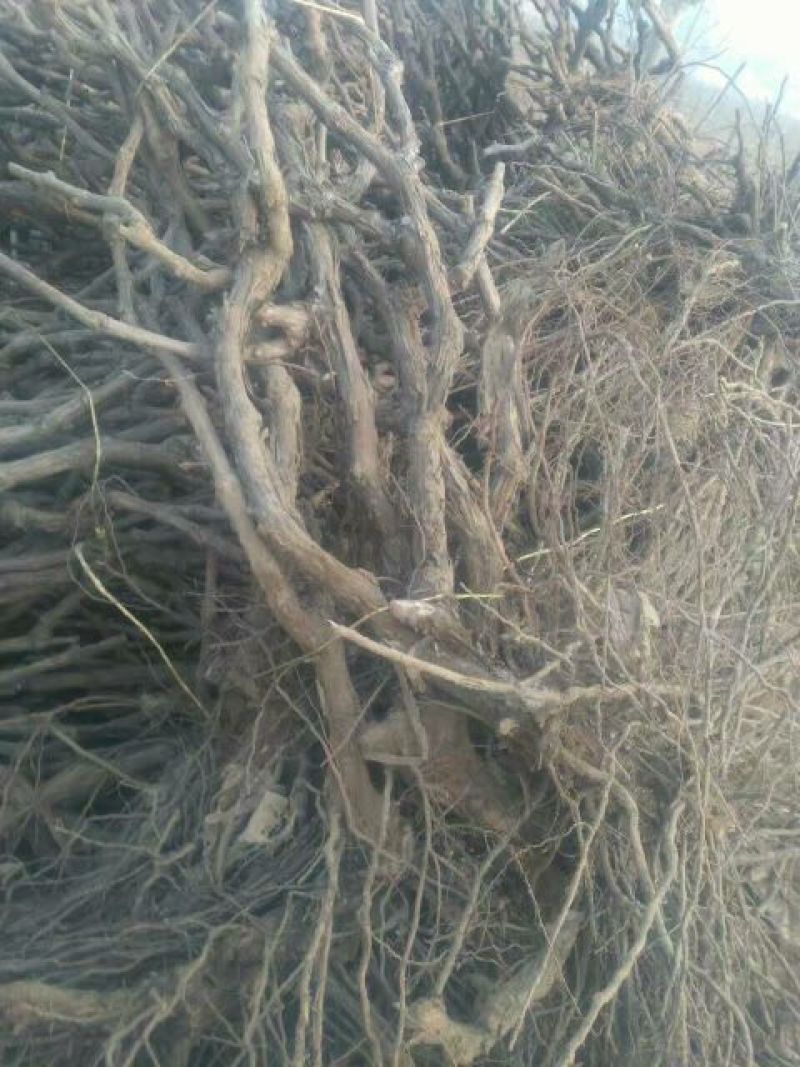 巨峰葡萄苗，各种品种葡苗阳光玫瑰葡萄苗1年苗，占地葡萄树