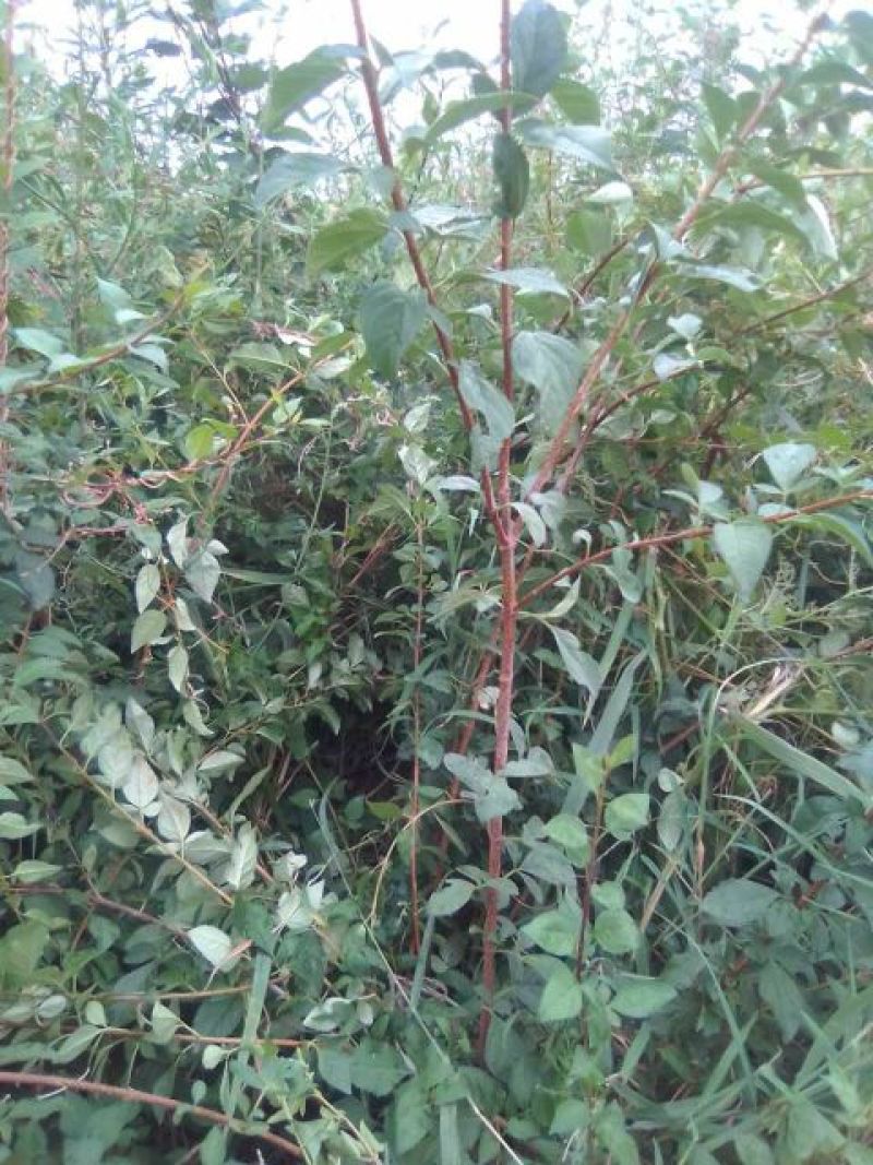 山西药用连翘苗60~70cm，杯苗连翘苗