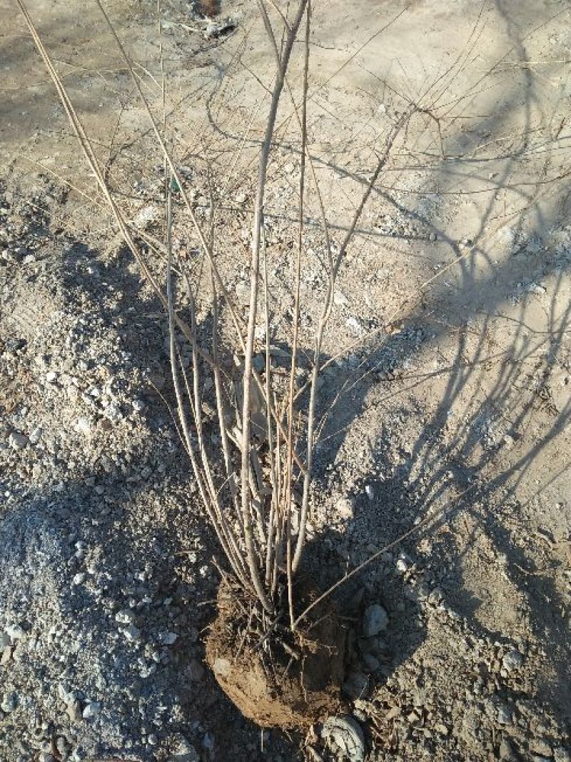 山西药用连翘苗60~70cm，杯苗连翘苗