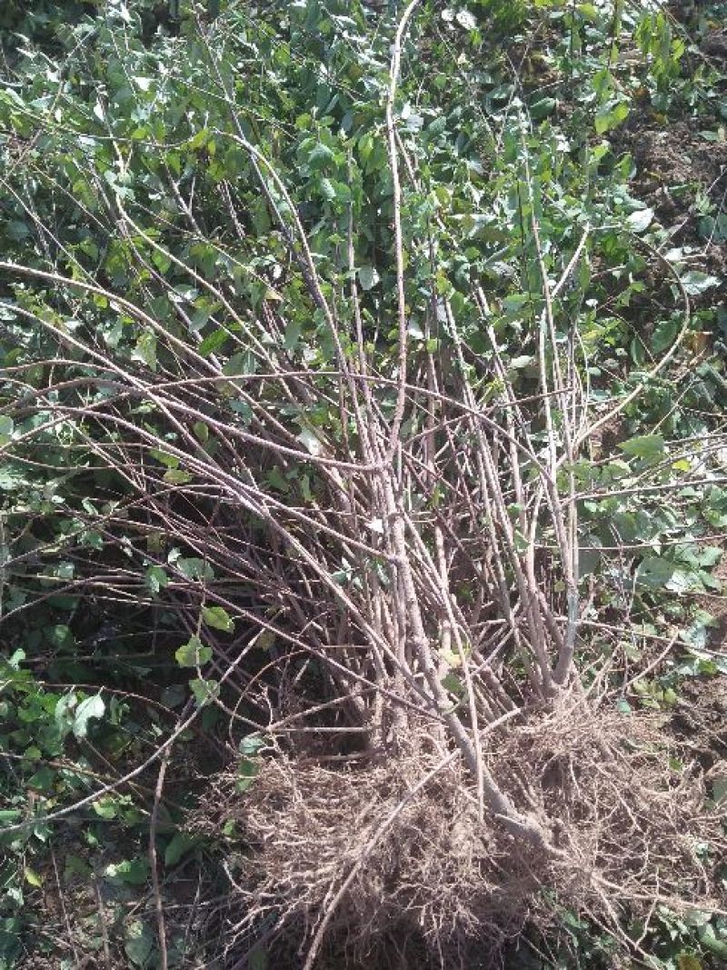 山西药用连翘苗60~70cm，杯苗连翘苗
