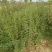 山西药用连翘苗60~70cm，杯苗连翘苗