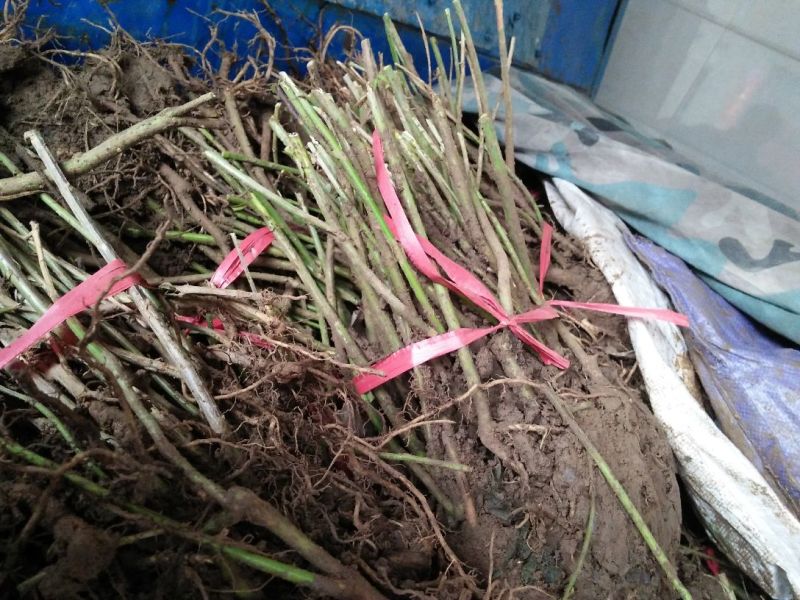 山西药用连翘苗60~70cm，杯苗连翘苗