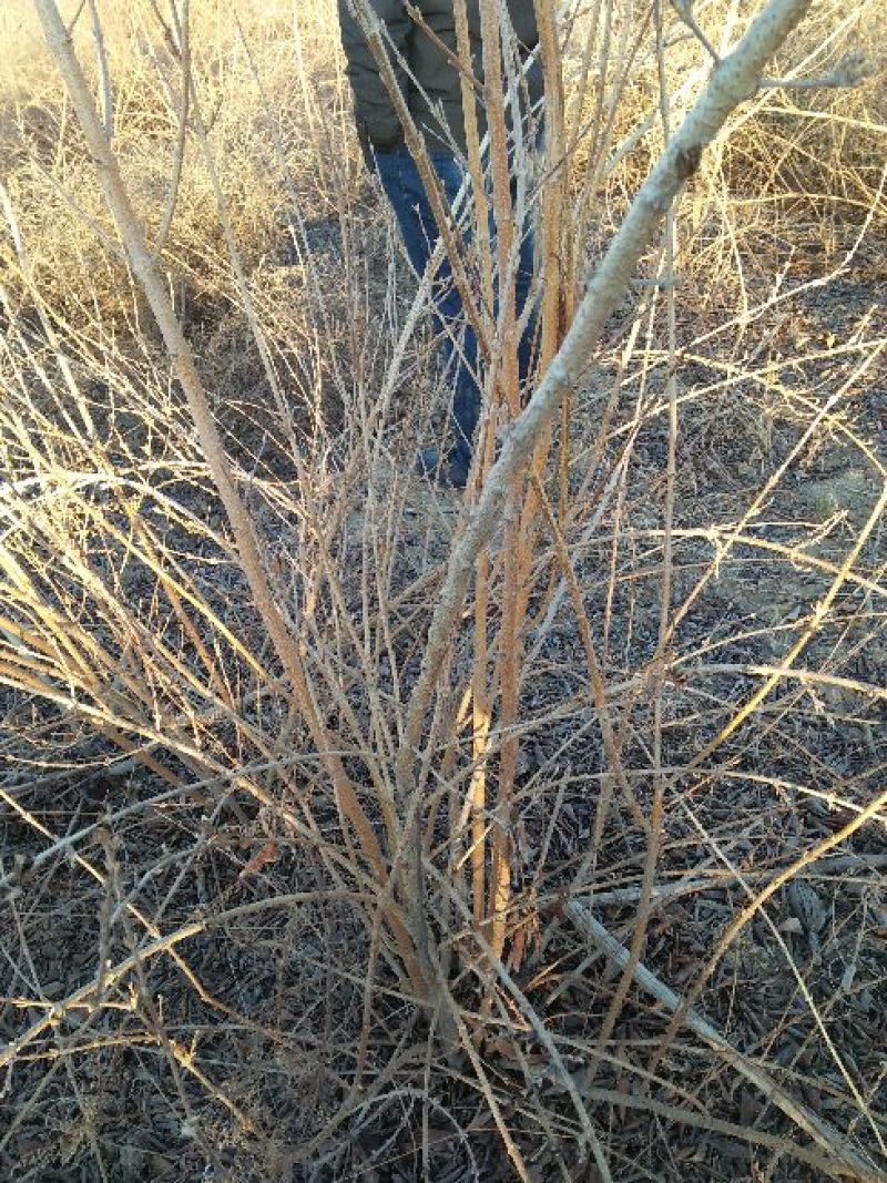 山西药用连翘苗60~70cm，杯苗连翘苗