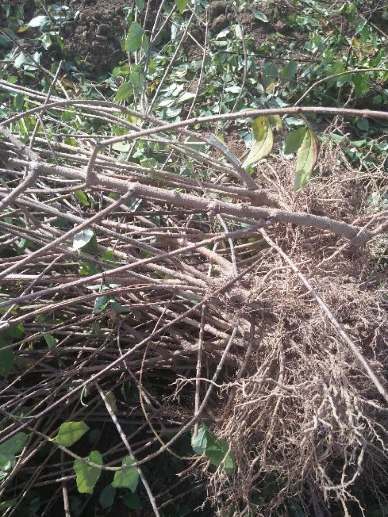 山西药用连翘苗60~70cm，杯苗连翘苗