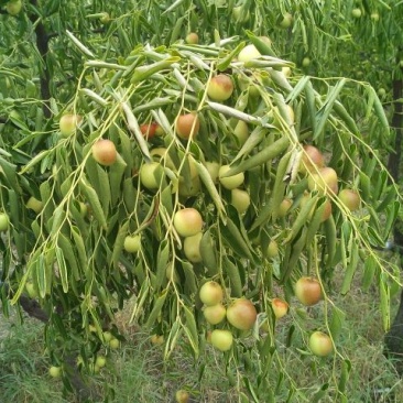 精品冬枣树苗，枣树苗80~110cm，枣树3-20公分