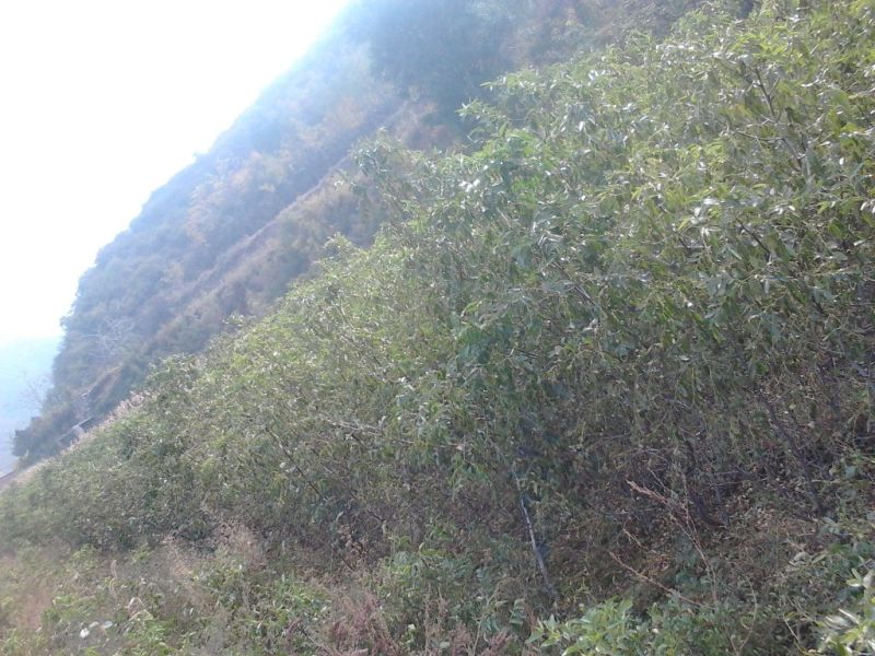 精品冬枣树苗，枣树苗80~110cm，枣树3-20公分
