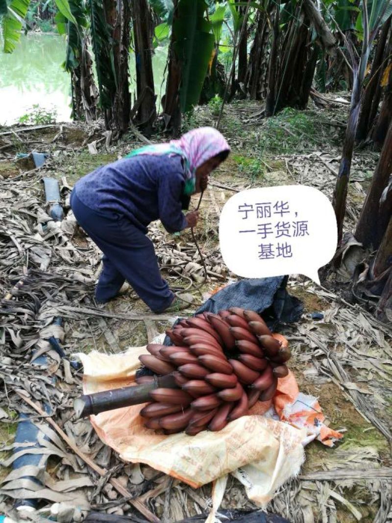 一件代发】一级红香蕉基地直供，包售后，不泡药水新鲜健康