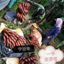 一件代发】一级红香蕉基地直供，包售后，不泡药水新鲜健康