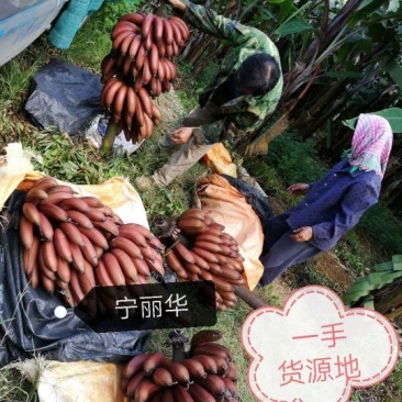 一件代发】一级红香蕉基地直供，包售后，不泡药水新鲜健康