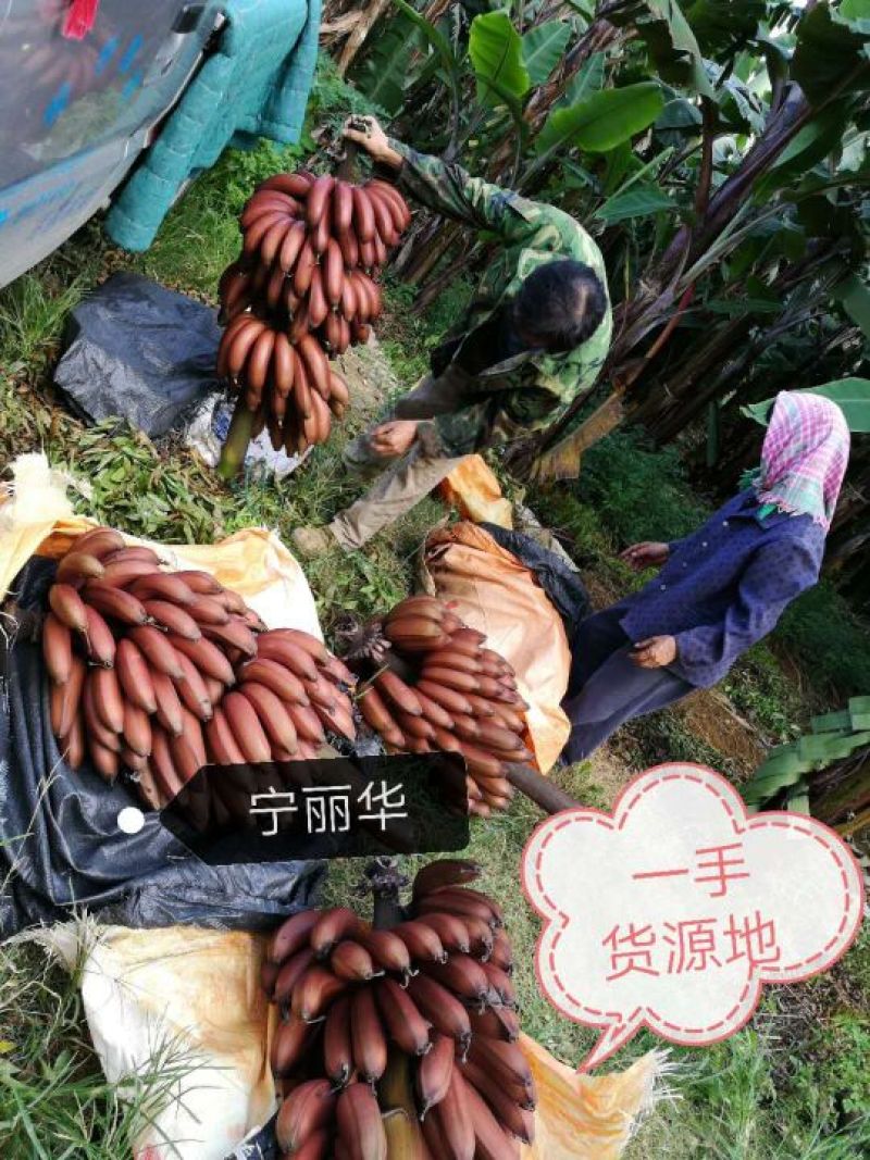 一件代发】一级红香蕉基地直供，包售后，不泡药水新鲜健康